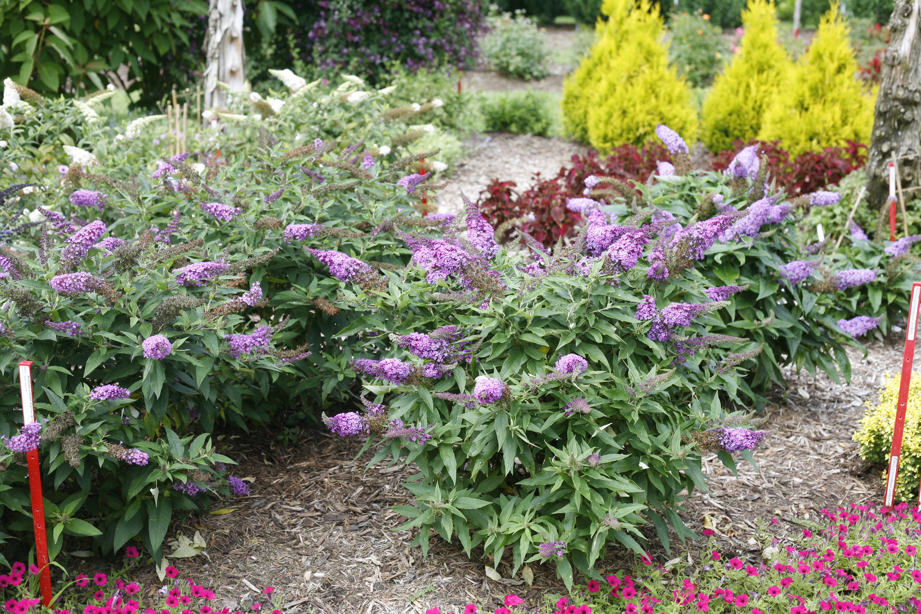 Buddleia Pugster Periwinkle planted in a colorful garden