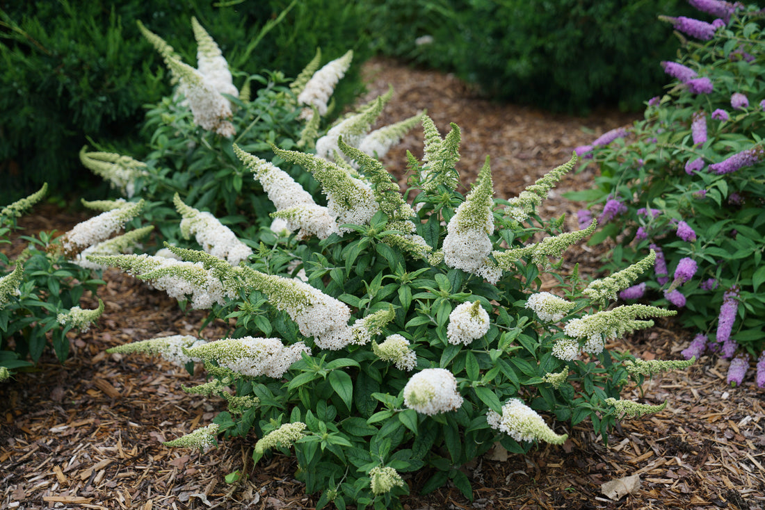 Buddleia Pugster White has crisp white blooms that pop when the sun sets