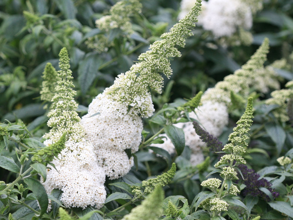 Buddleia Pugster White has fragrant white flowers that are especially attractive to night flying moths
