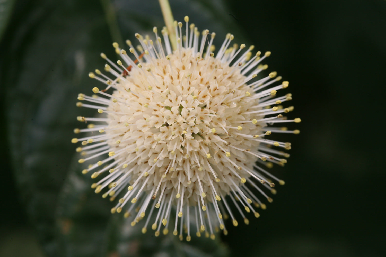 Closeup of the white flower sphere of Sugar Shack buttonbush