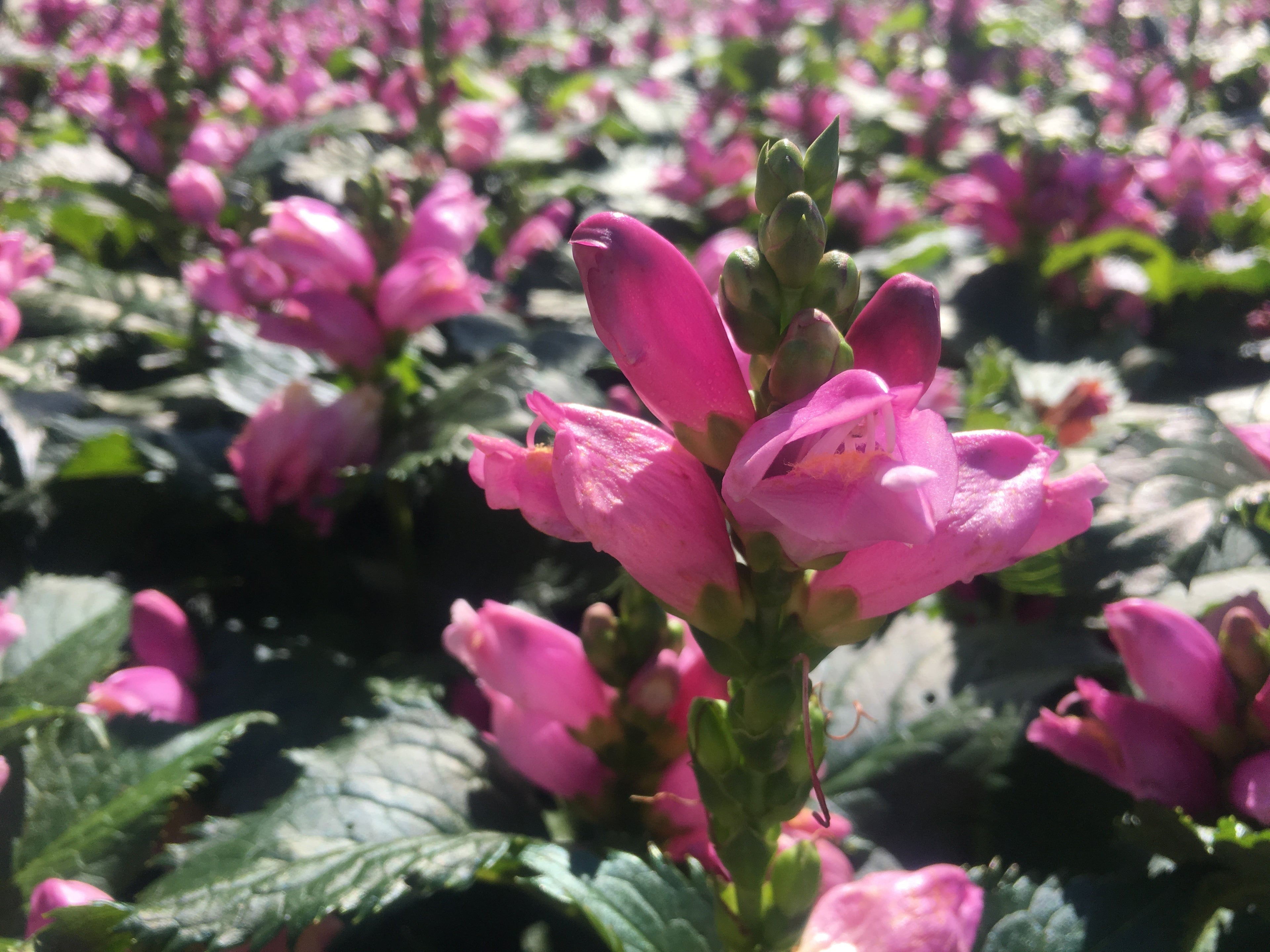 Chelone Hot Lips has bright pink flowers that attract hummingbirds and other pollinators