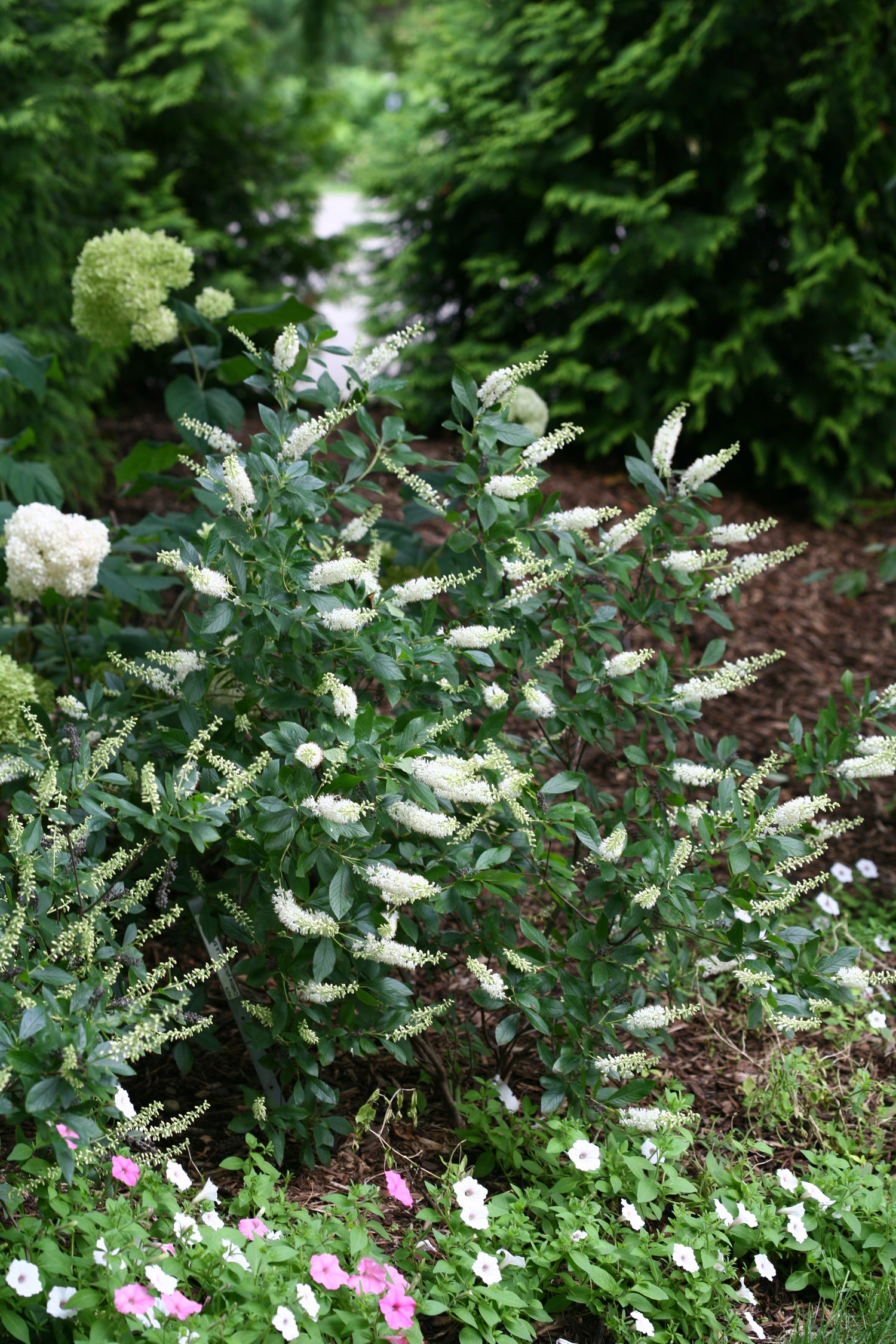Sugartina Crystalina Summersweet growing in a garden with annuals, Hydrangea, and Arborvitae