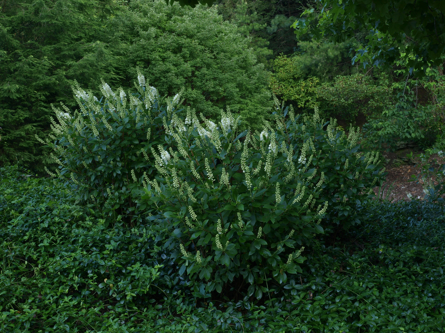 Clethra Sugartina Crystalina growing in a part shade garden