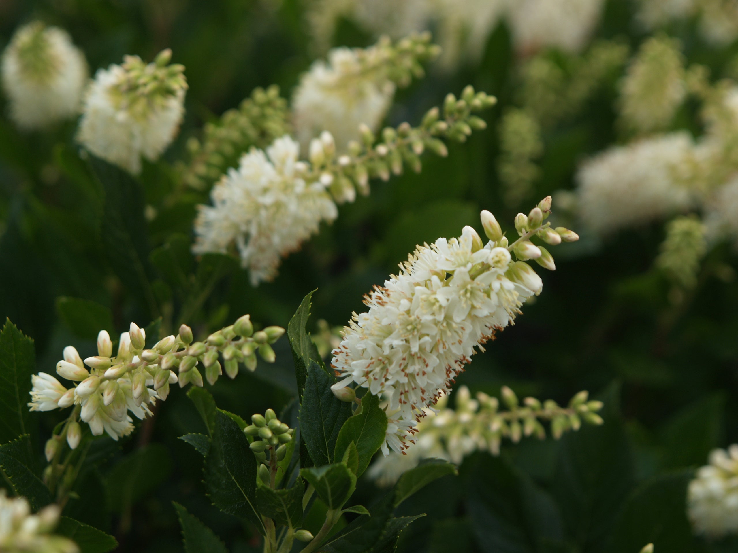 Closeup of Clethra Sugartina Crystalina white flowers