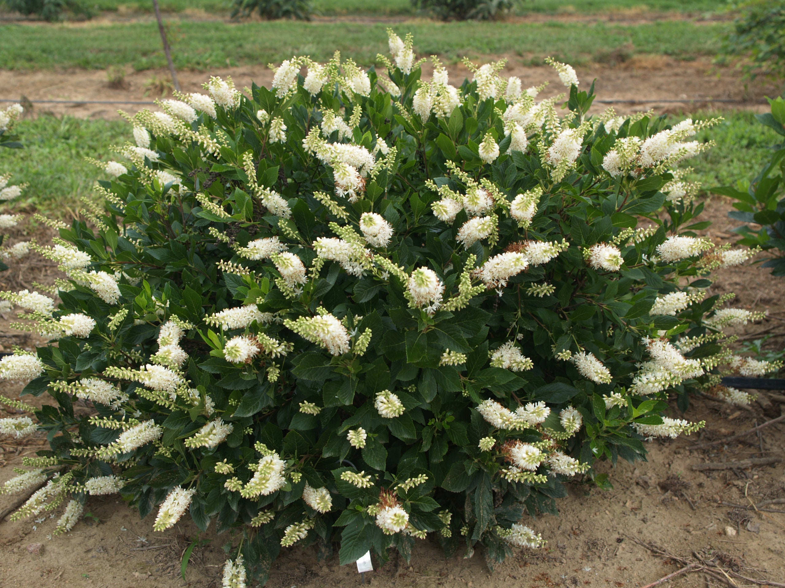 Clethra Sugartina Crystalina has white flowers with a delicious scent