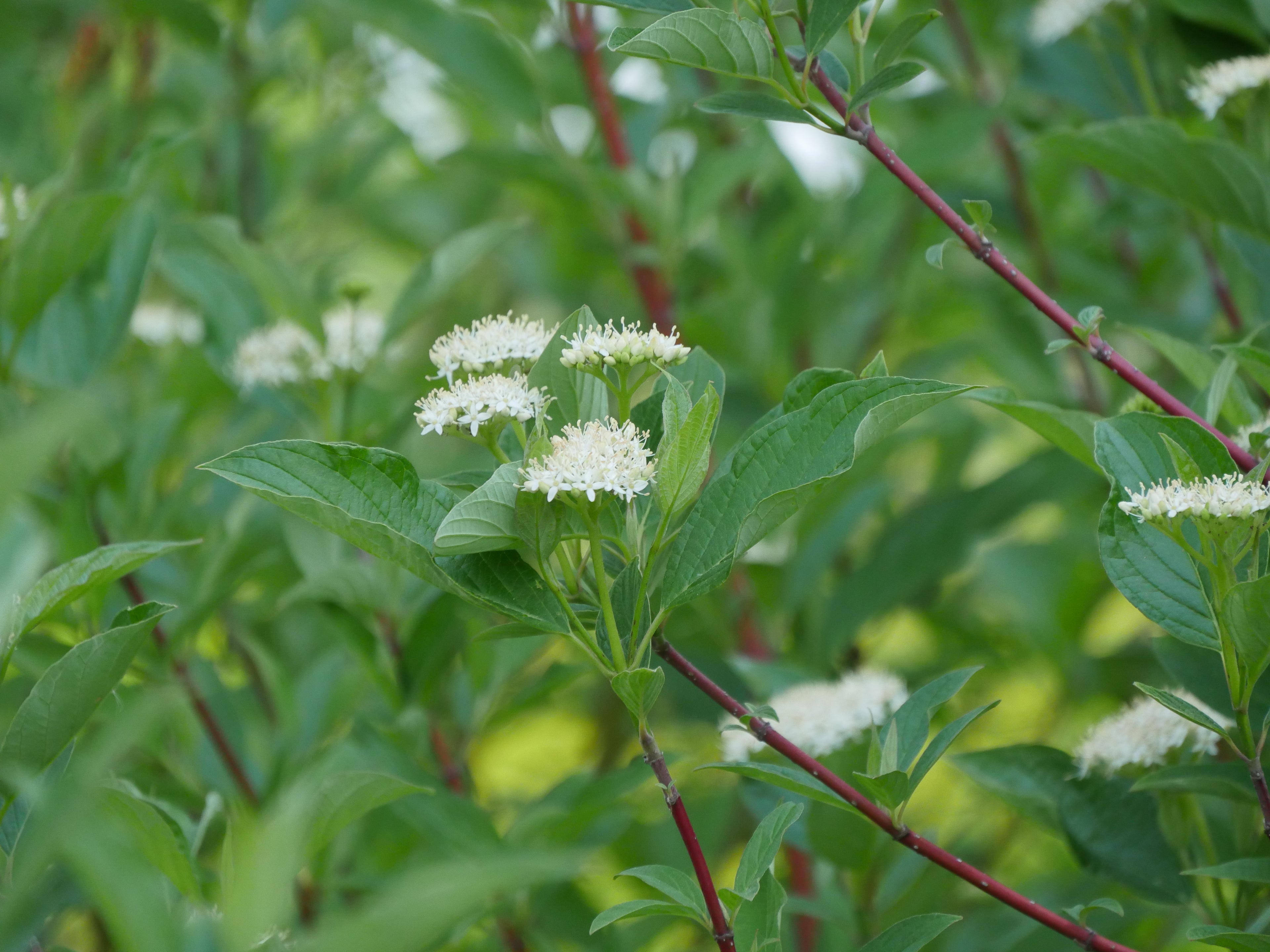 The white flower clusters of Arctic Fire red twig dogwood