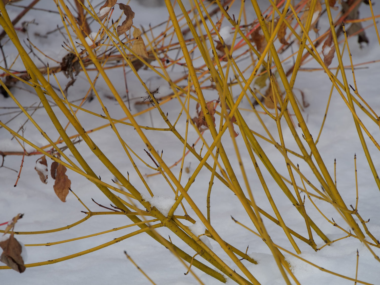 Cornus Arctic Fire Yellow has cheery yellow colored stems 