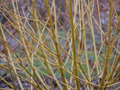 Cornus Arctic Fire Yellow is native and lights up the winter landscape