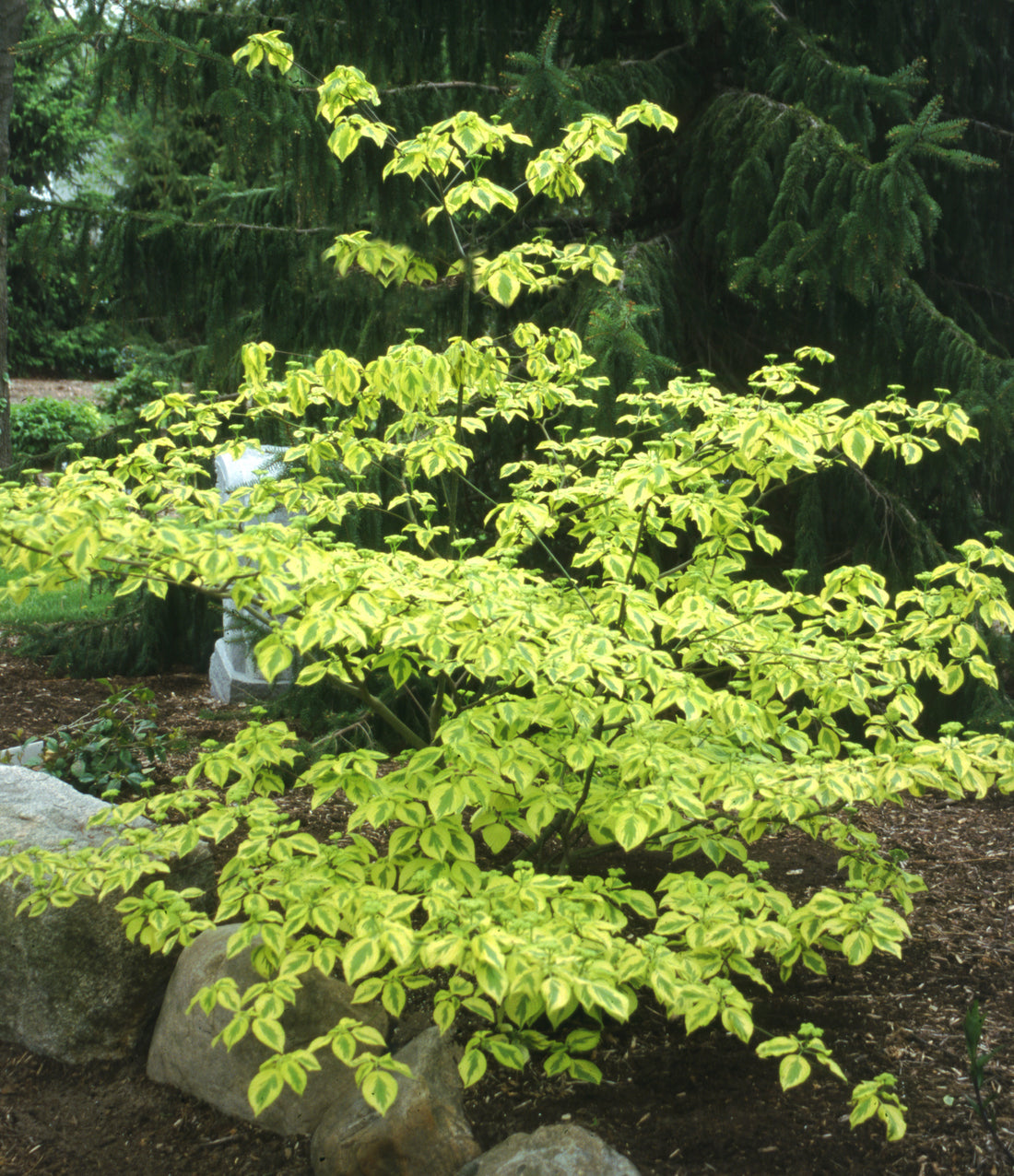 A young specimen of variegated Golden Shadows dogwood tree in a landscape