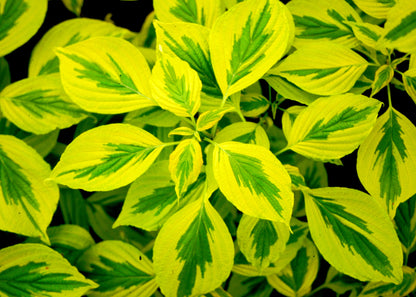 Cornus Golden Shadows has variegated leaves with a blend of greens and yellows