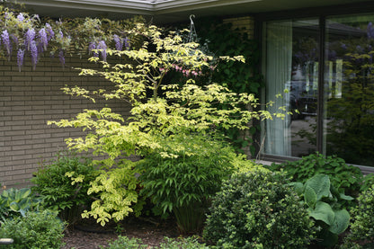 A single Golden Shadows pagoda dogwood tree planted near a house with a blooming wisteria in the background