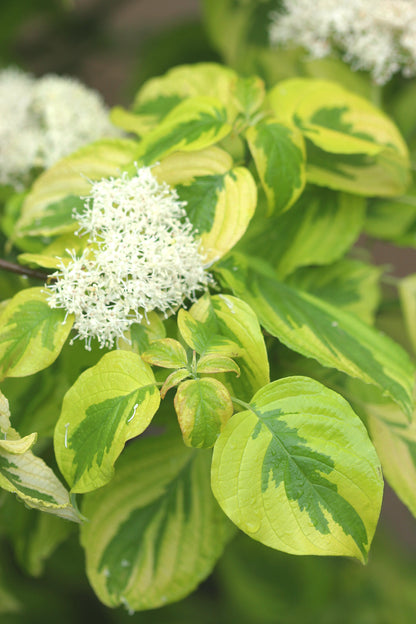 Golden Shadows Pagoda Dogwood has lacy clusters of white flowers in the spring