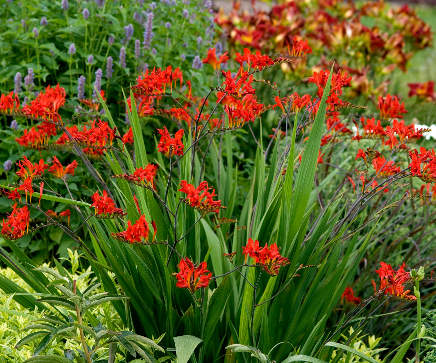 Lucifer crocosmia planted with Blue Fortune agastache