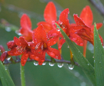 Closeup of the red flowers of Lucifer crocosmia