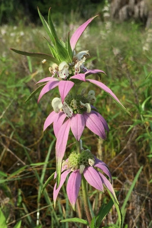 Spotted Beebalm has purple pinkish and yellow blooms in summer. 