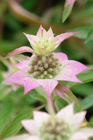 Spotted Beebalm bloom that is a larval host for Gray Marvel, Pyralid Moths, Raspberry Pyrausta. 