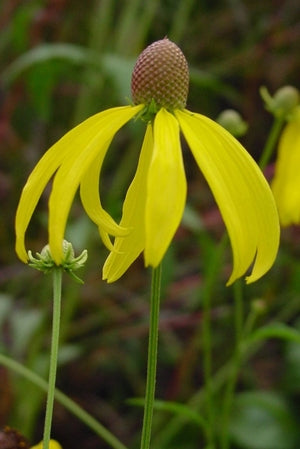 Prairie Coneflower with a droopy soft yellow rays. 