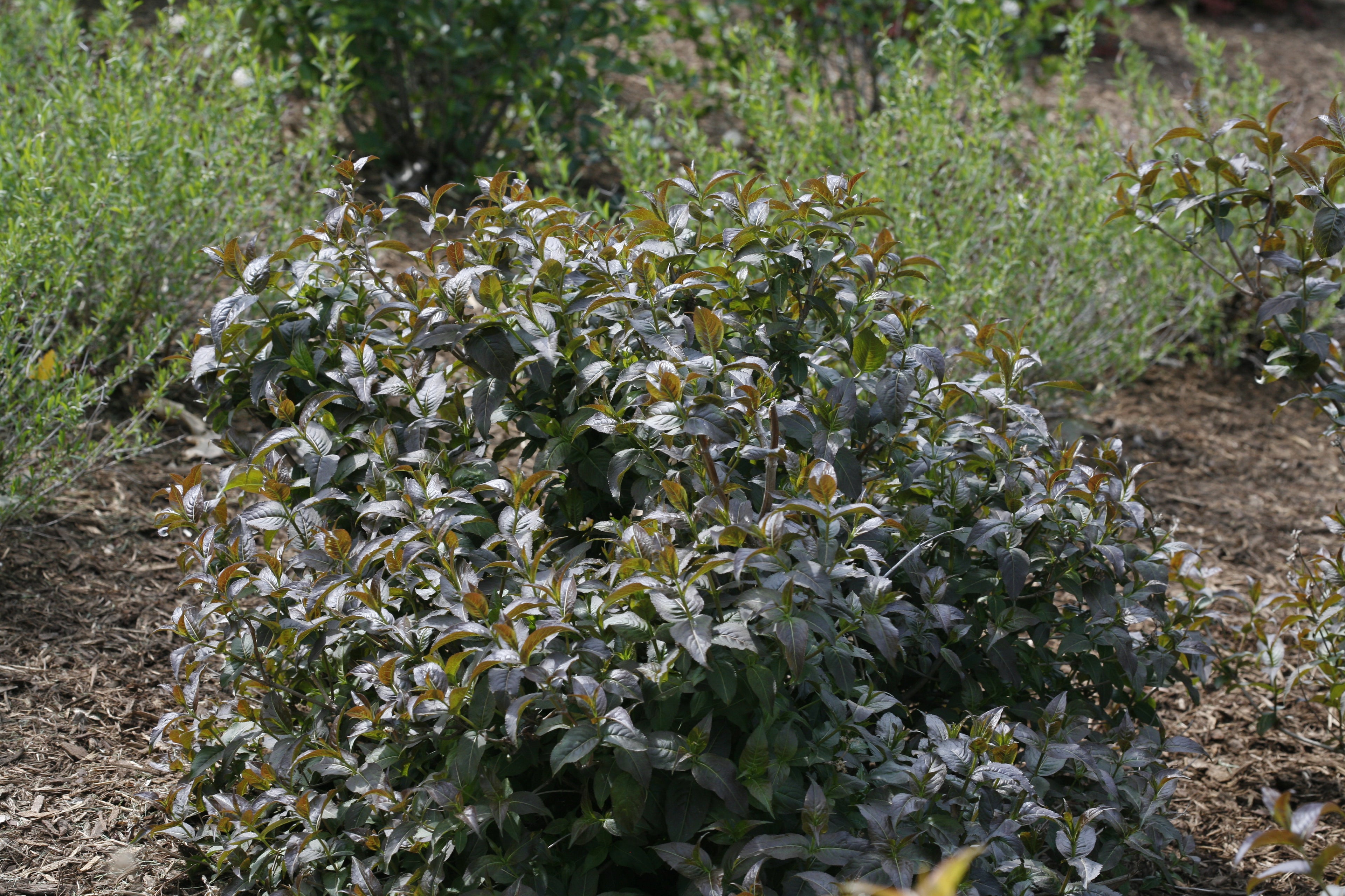 a specimen of Kodiak Black diervilla in a landscape.