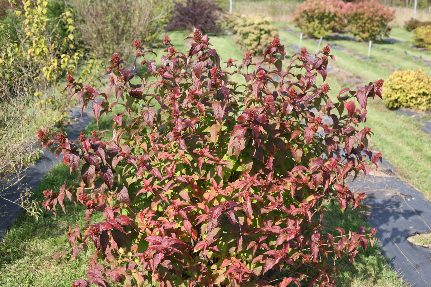 Kodiak Black diervilla in autumn, showing its red seed heads and red fall color on its foliage.
