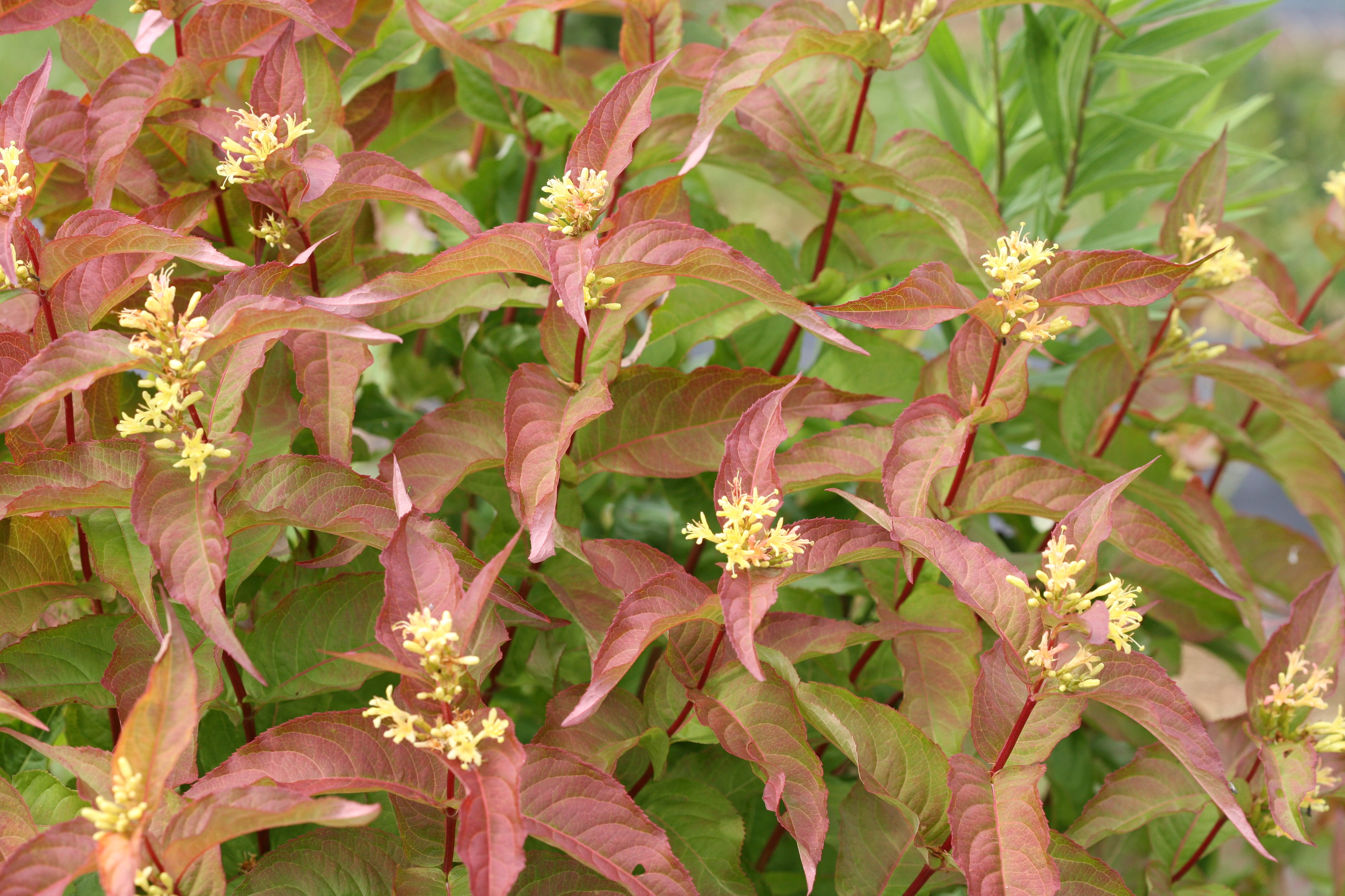 The stems of Kodiak Orange diervilla laden with bright orange leaves and yellow flowers.