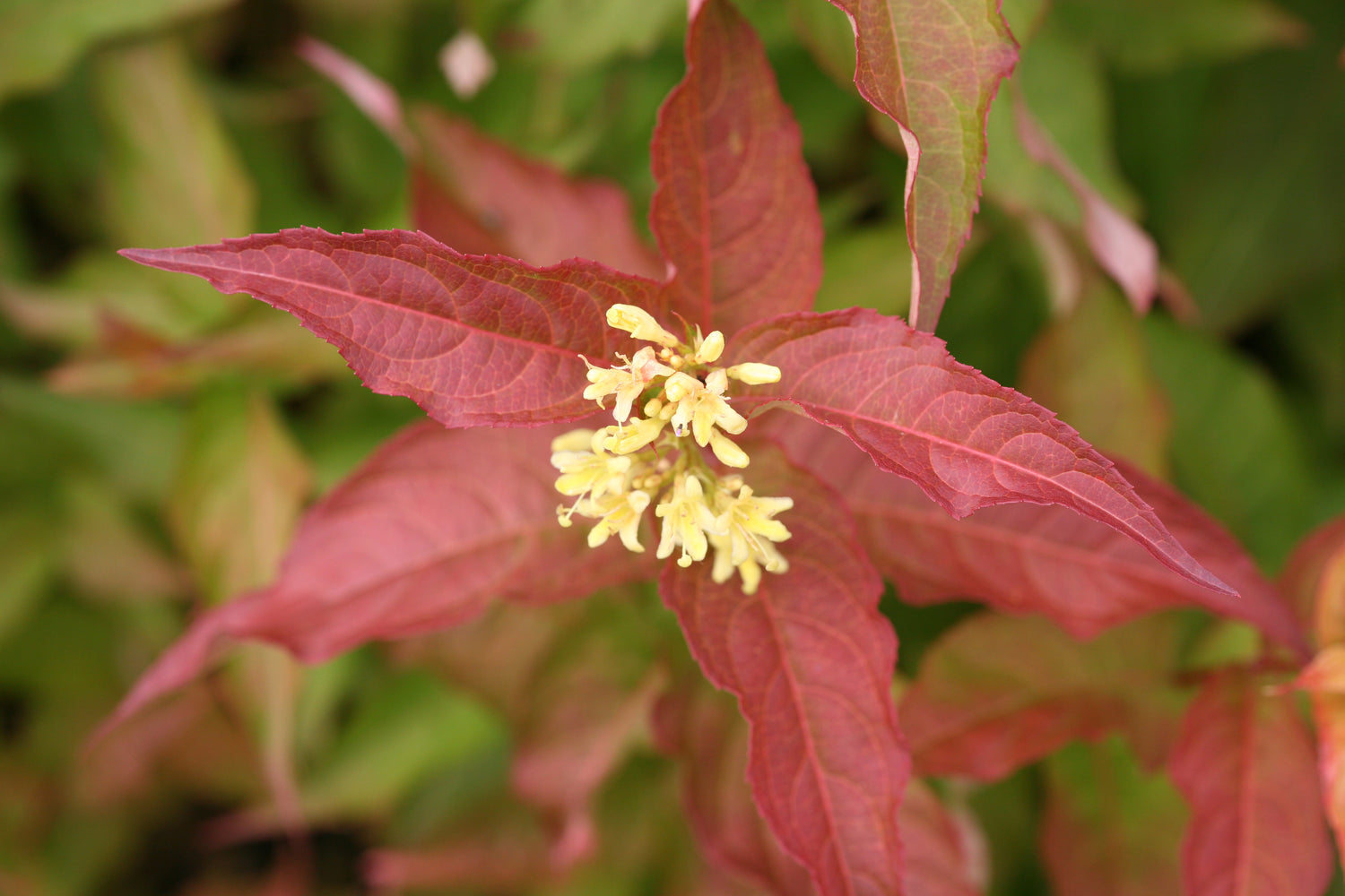 Closeup of the end of a branch of Kodiak Orange diervilla showing its bright foliage and yellow flowers