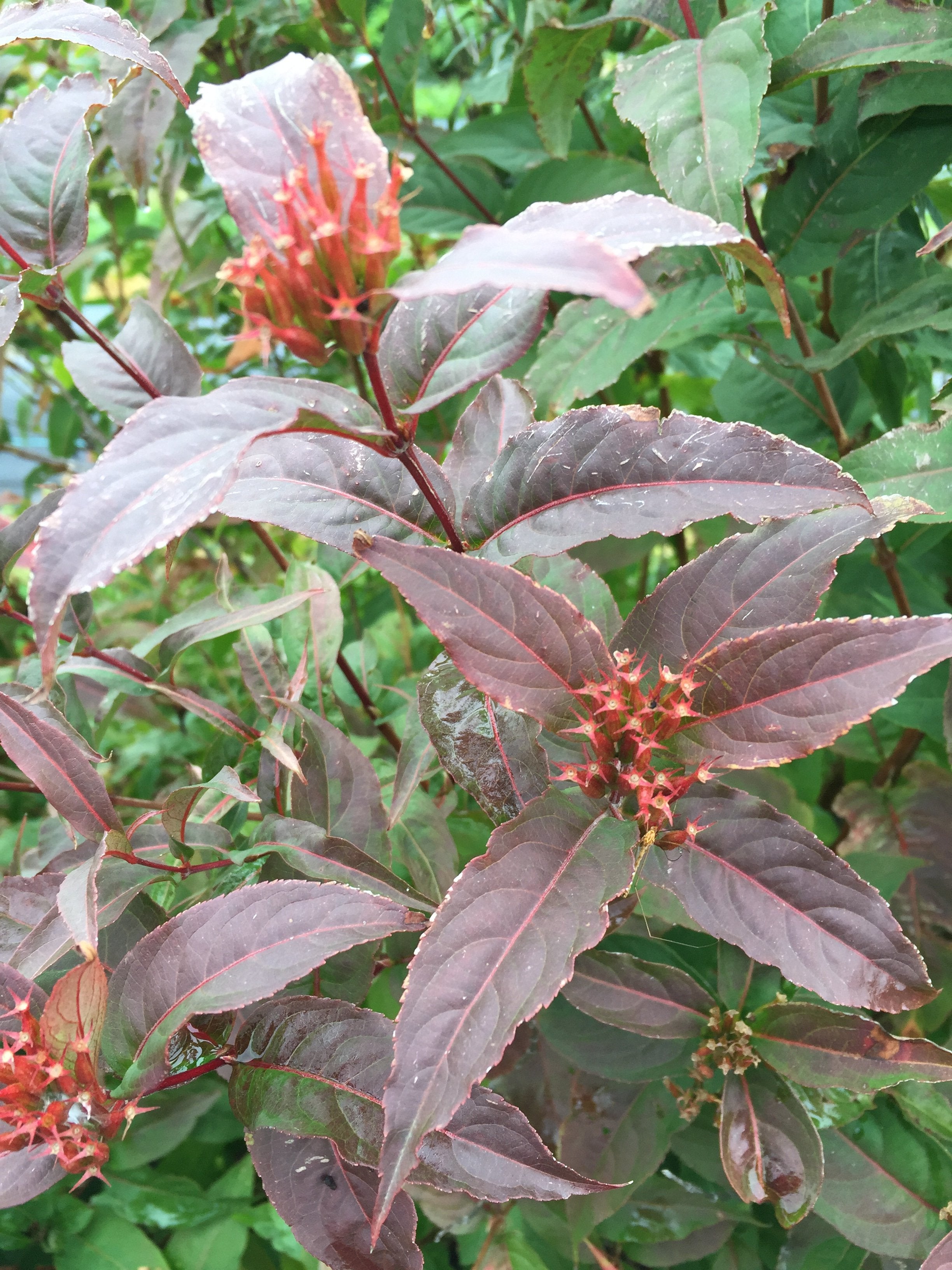 Kodiak Red diervilla turning red in autumn with red seed heads.