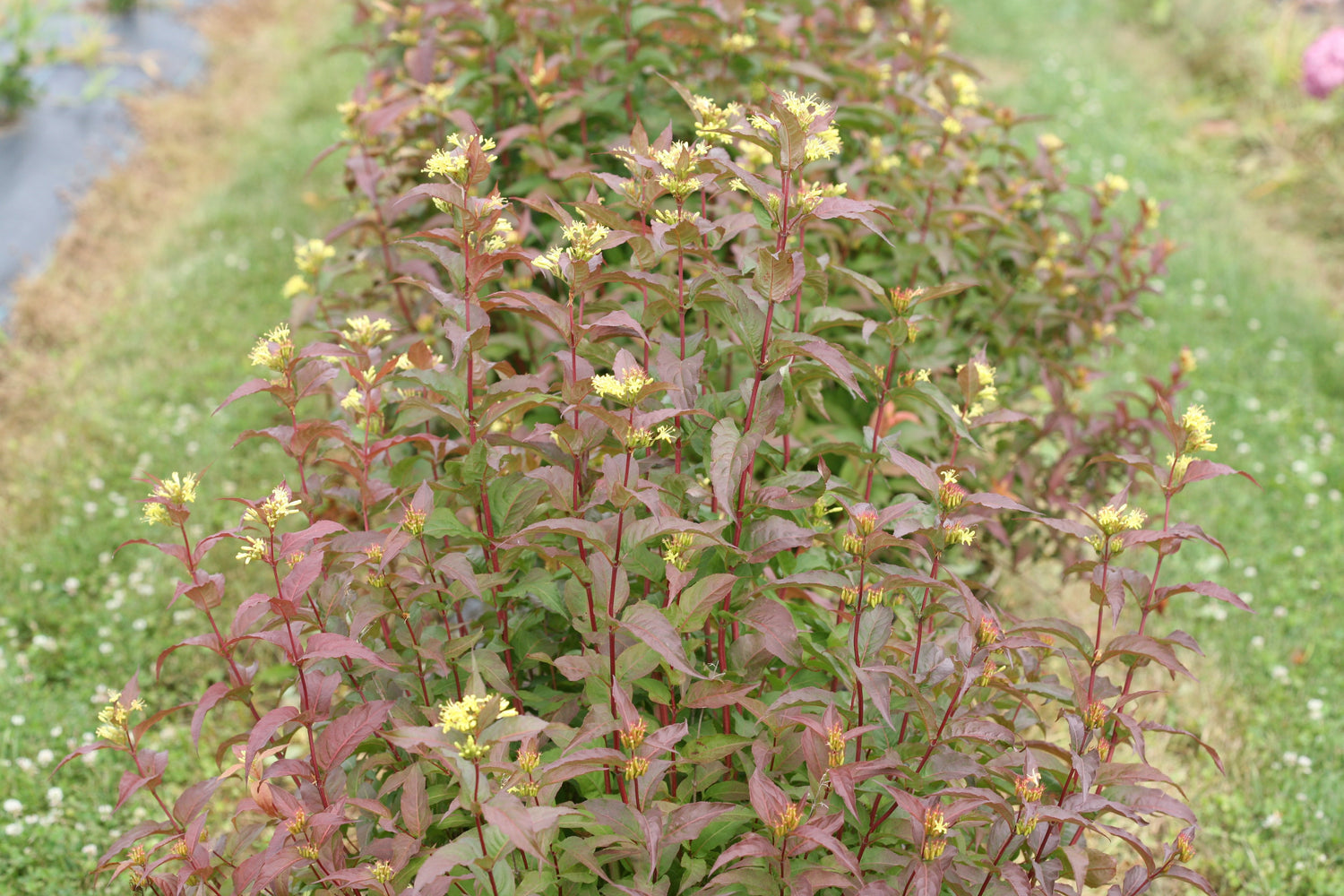 A row of Kodiak Red diervilla in the landscape with yellow flowers.