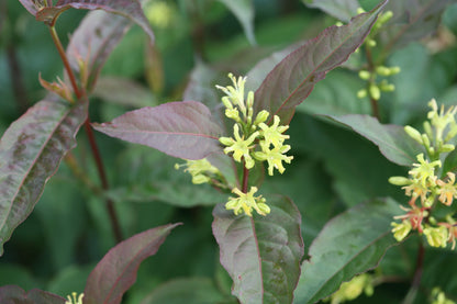 Closeup of the yellow flowers and red new growth of Kodiak Red diervilla.