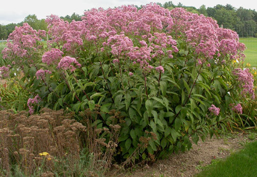 Gateway Joe Pye weed is a very large Joe Pye weed with big pink flowers that attract butterflies
