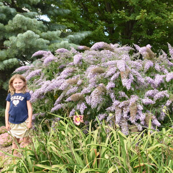 Grand Cascade Butterfly Bush has giant flower panicles that cascade downward like a willow tree. 