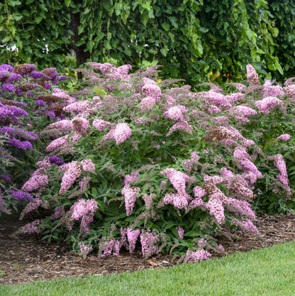 Grand Cascade Butterfly Bush makes an excellent backdrop in summer. 
