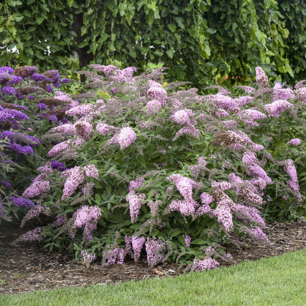 'Pink Cascade II' Butterfly Bush (Buddleia) – ButterflyBushes.com