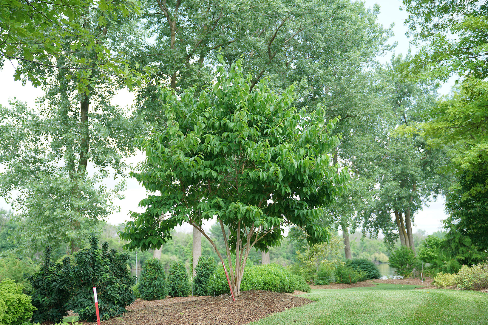 Heptacodium Temple of Bloom grows to a small tree size and is ideal for smaller yards