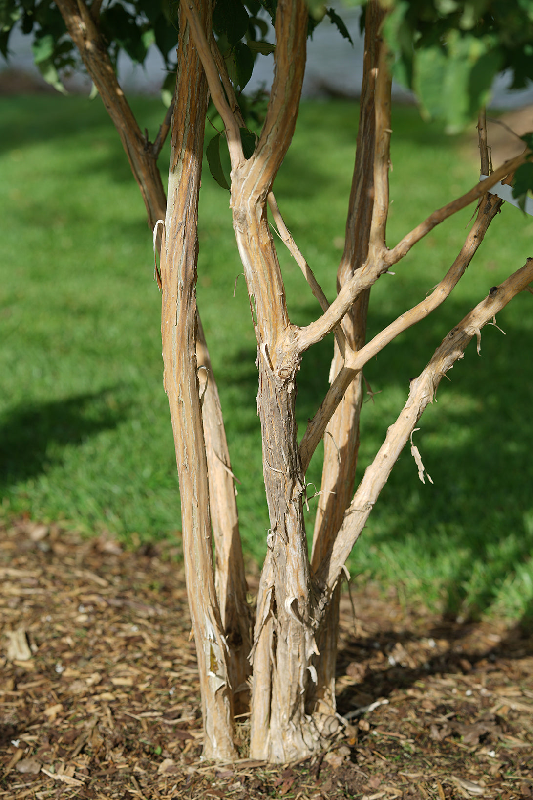Heptacodium Temple of Bloom has naturally peeling bark