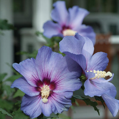 Hibiscus Azurri Blue Satin® has large blue flowers with a dark pink eye!
