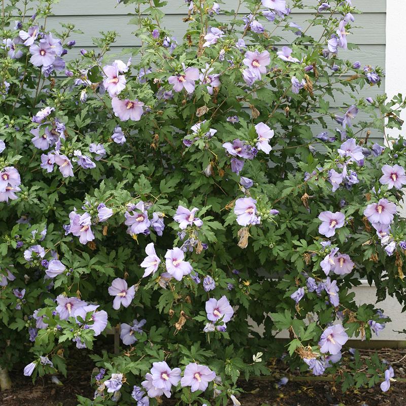 Hibiscus Azurri Blue Satin® is a flowering shrub with true blue flowers