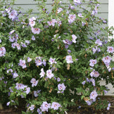 Hibiscus Azurri Blue Satin® Rose of Sharon – ButterflyBushes.com