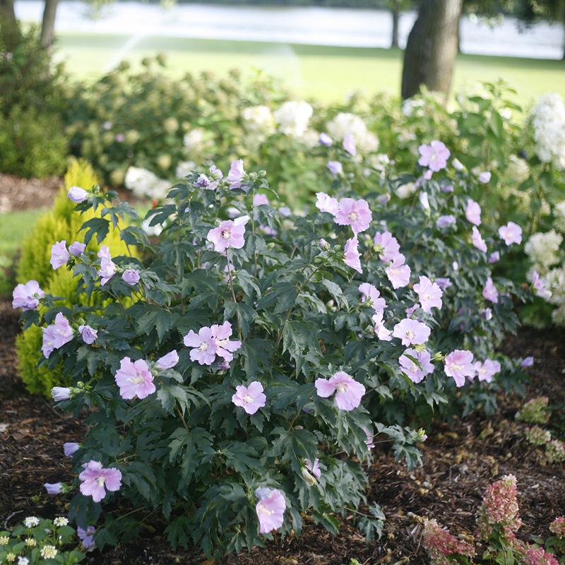 Hibiscus Pollypetite Rose of Sharon shrub with blooms in summer. 