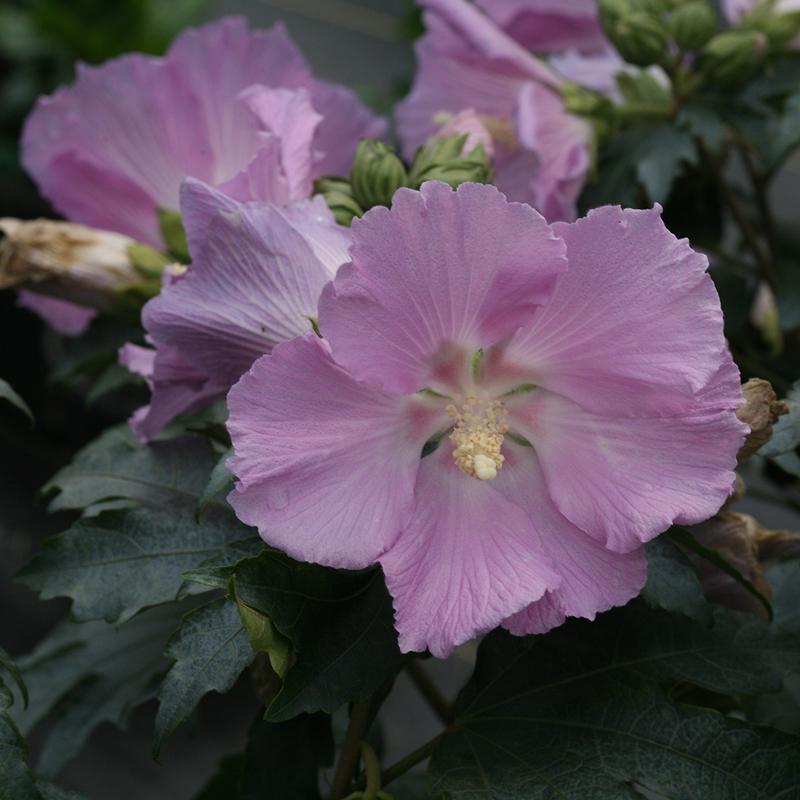 Hibiscus Pollypetite Rose of Sharon pink blooms in the garden. 