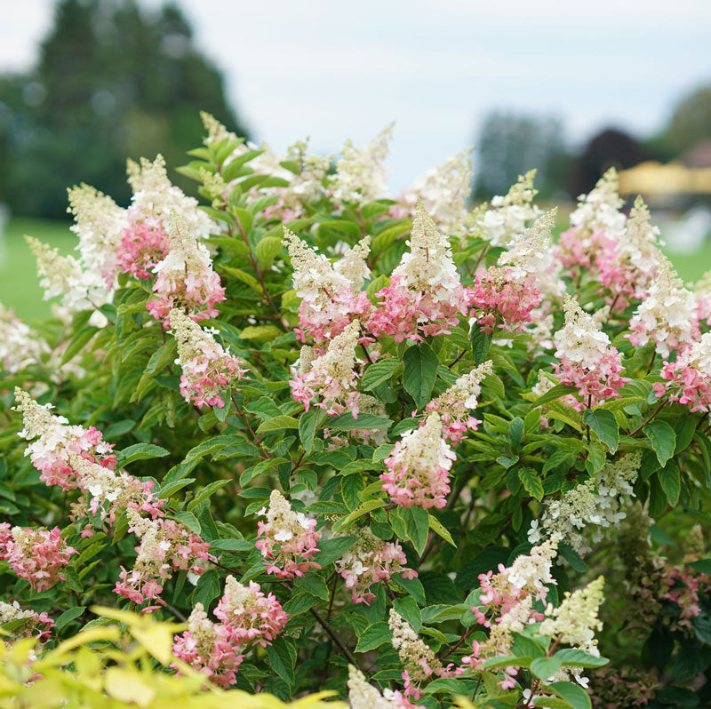 Pinky Winky Panicle Hydrangea has lacecap blooms that pollinators love