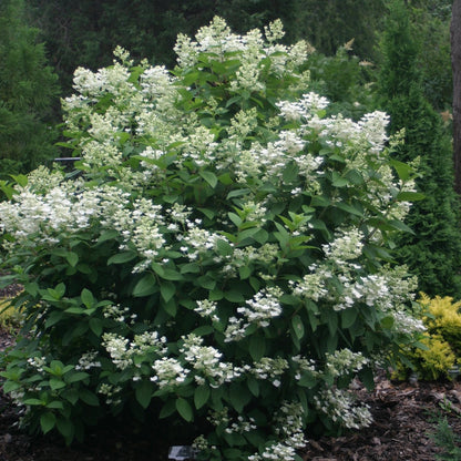 Hydrangea Quick Fire shrub with white blooms.