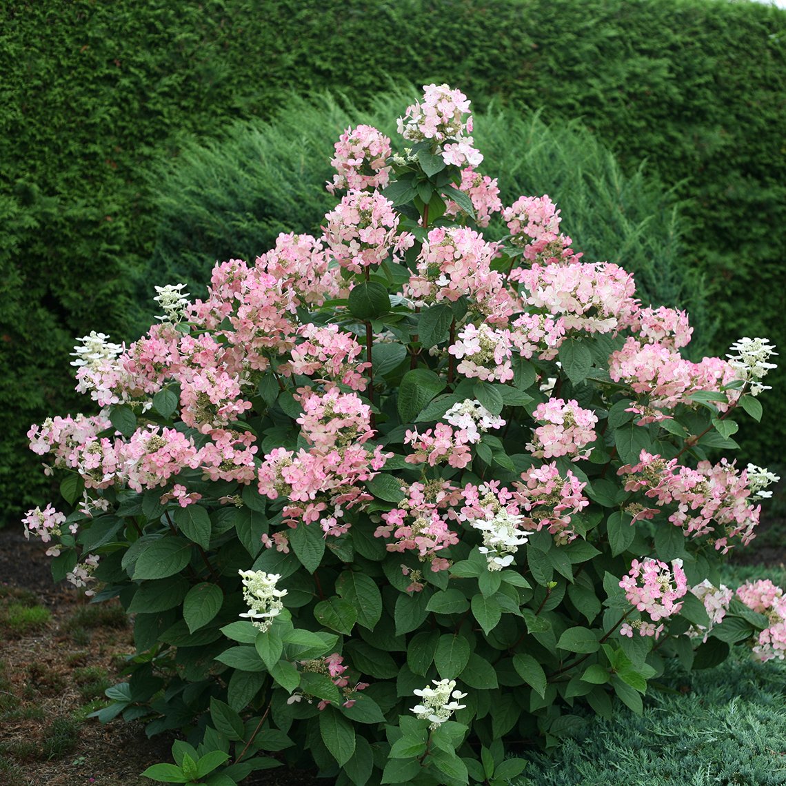Hydrangea Quick Fire shrub with pink blooms in autumn.