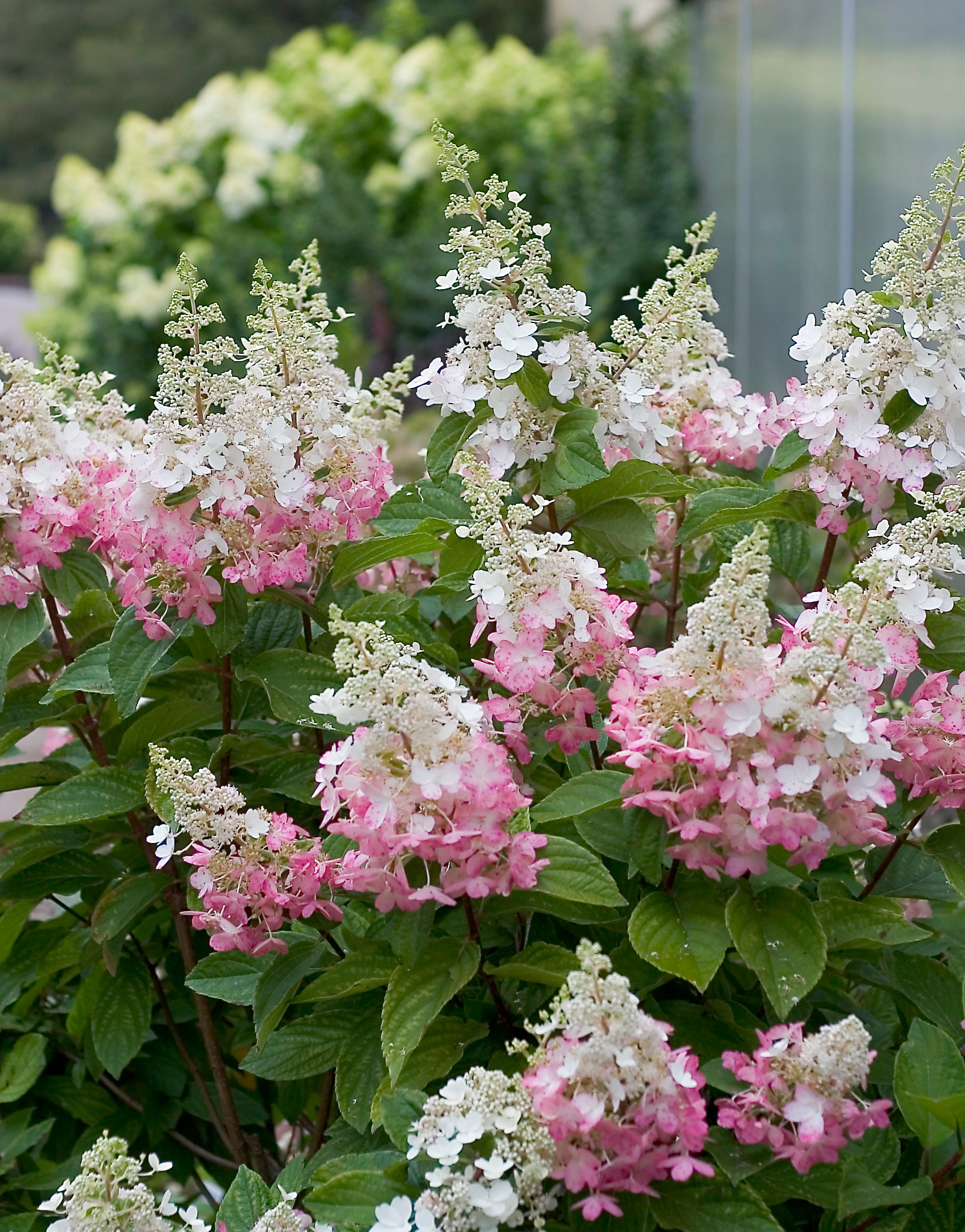 Pinky Winky Panicle Hydrangea in full bloom. 