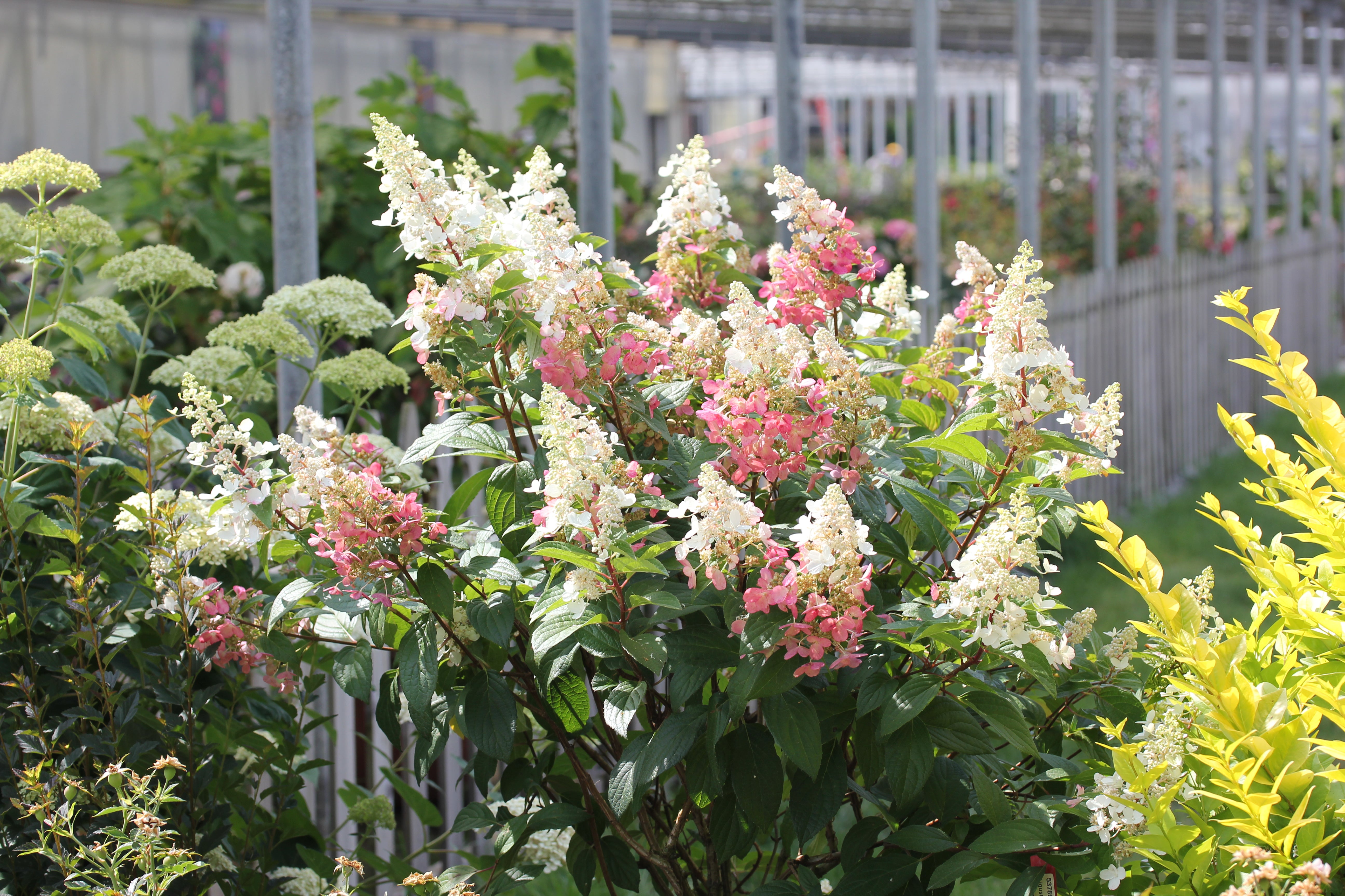 Proven Winners Panicle Hydrangea - Thumbnail 3