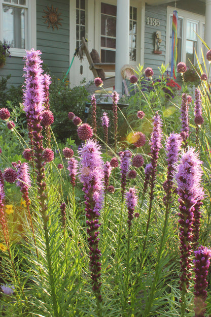 Liatris Kobold has majestic pink flowers that look great in front of a house