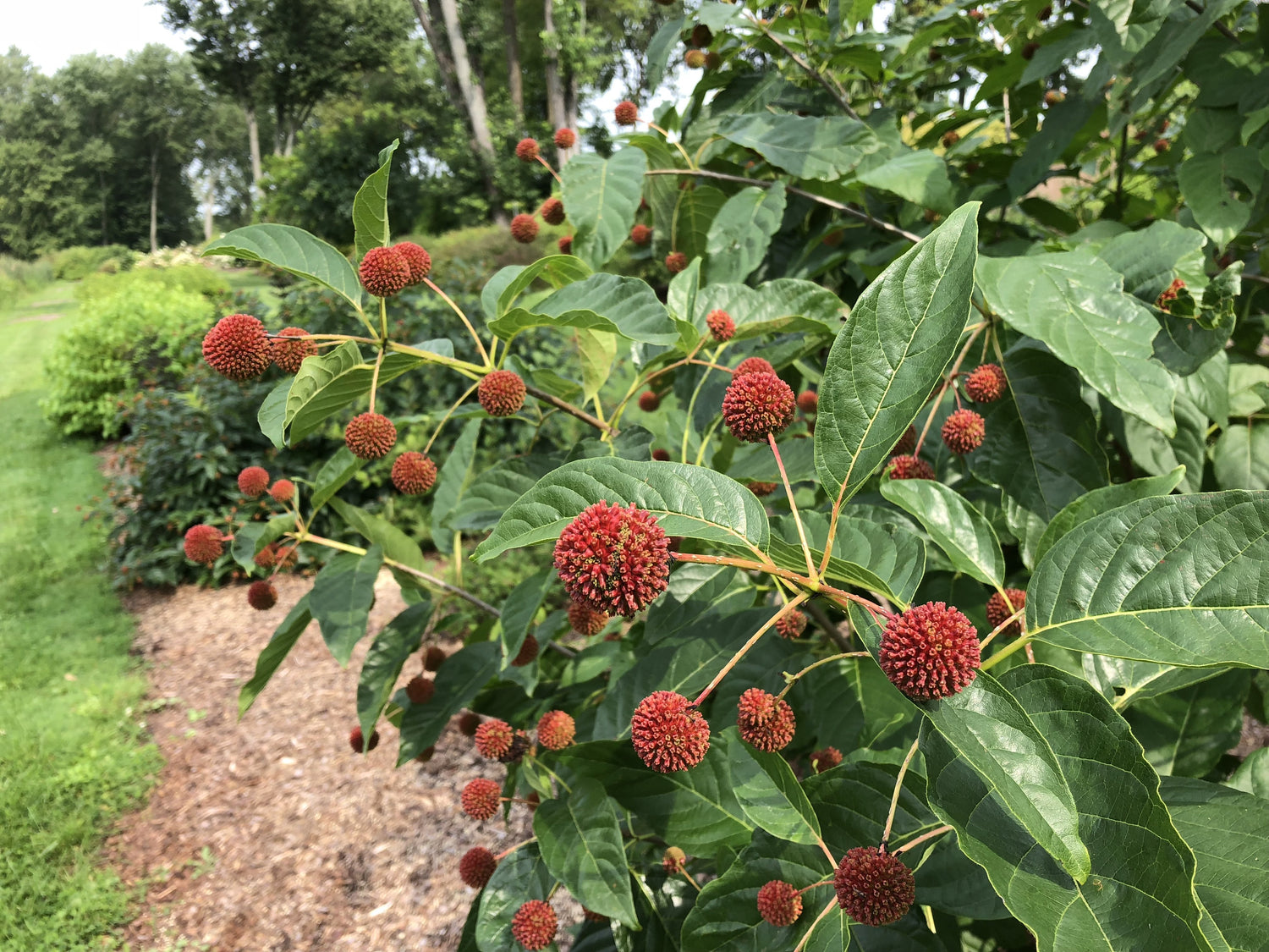 The persistent red fruits of Sugar Shack buttonbush