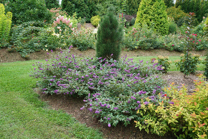 Three well established butterfly bush plants bloom in front of a dwarf pine.