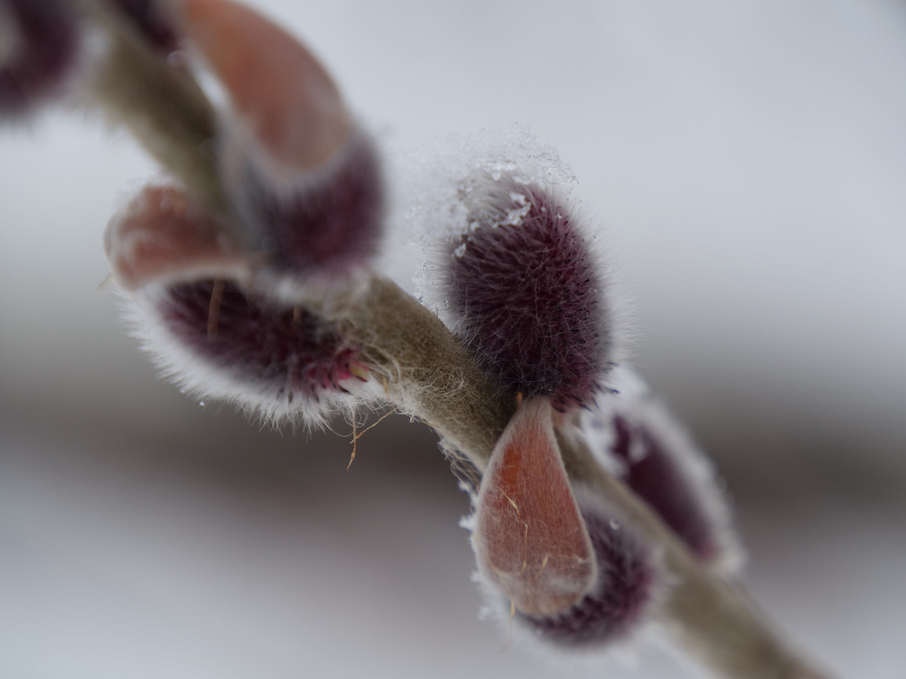 Salix Black Cat catkins start out a beautiful silvery pink red