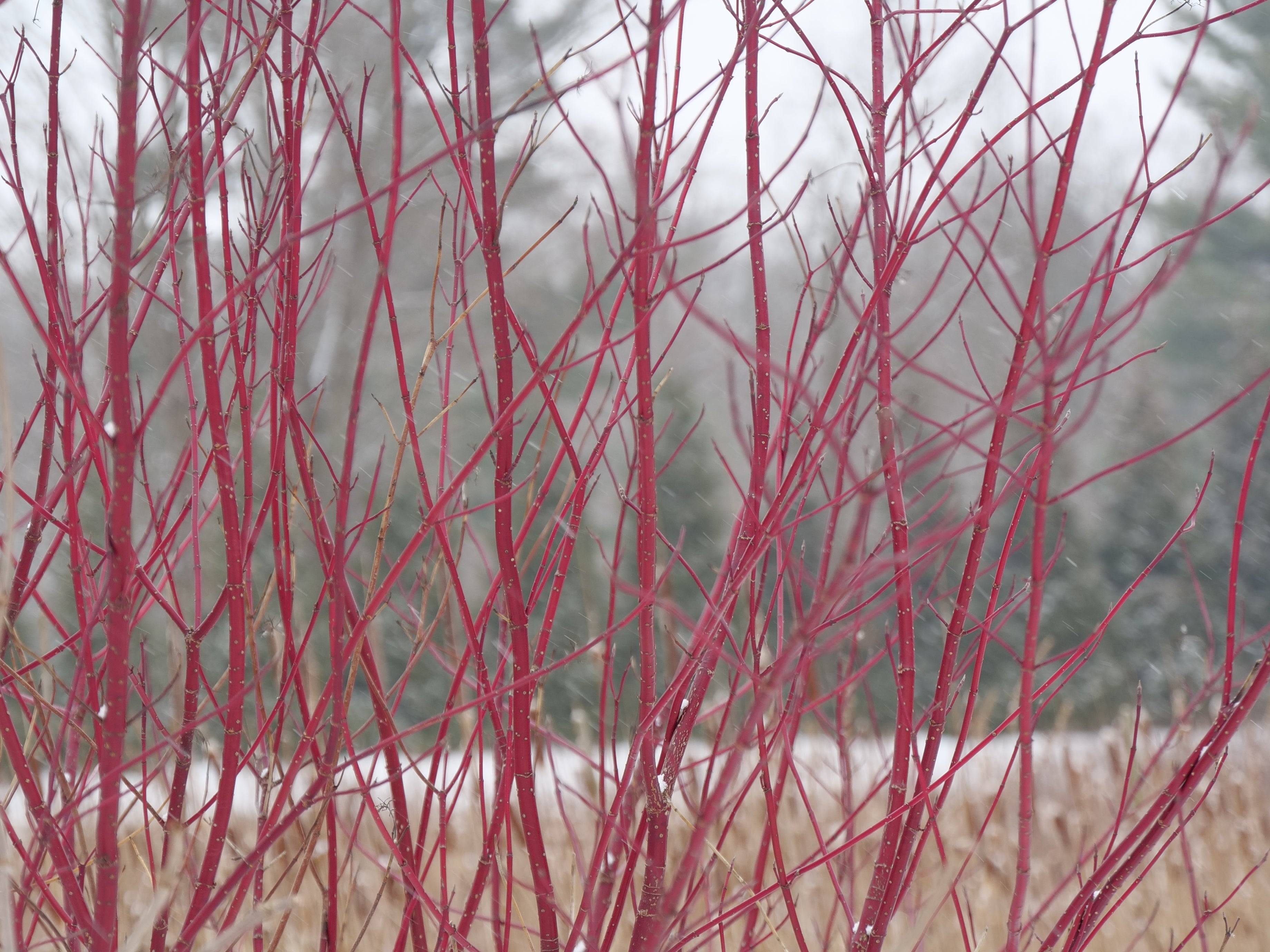 Closeup of the nice red stems of Arctic Fire Red dogwood