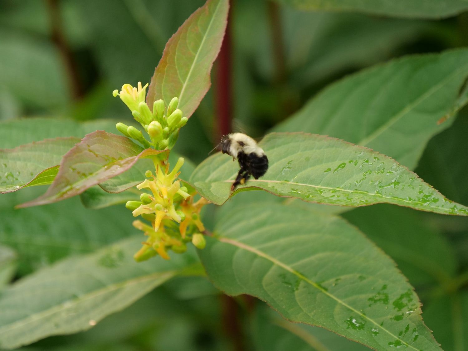 A bumblebee visits the yellow flowers of Kodiak Orange diervilla.